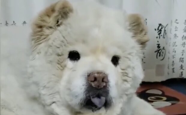 Ein Hund. Quelle: Screenshot YouTube