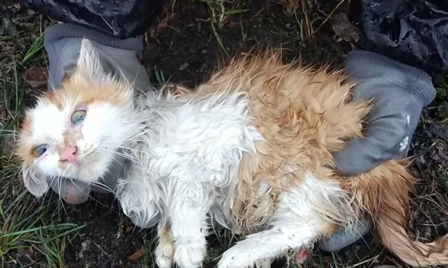 In der Kälte und im Regen überlebte das Kätzchen in der Socke und glaubte nicht, dass es gerettet wird