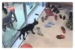 Der schwache Hund rannte lange Zeit auf der Straße herum, schaffte es aber aus eigener Kraft bis zur Tür der Tierklinik