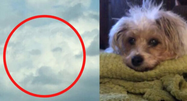Ein paar Stunden nach dem Tod ihres geliebten Hundes sieht eine trauernde Frau sein Gesicht in den Wolken