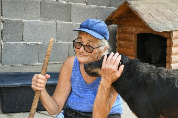 Eine Rentnerin kümmert sich um 137 Hunde und weiß nicht, wie sie den Winter überleben soll