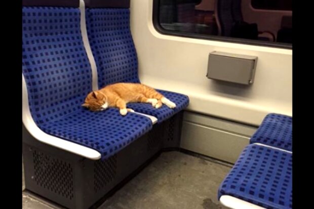 Katze im Zug. Quelle: Screenshot Youtube