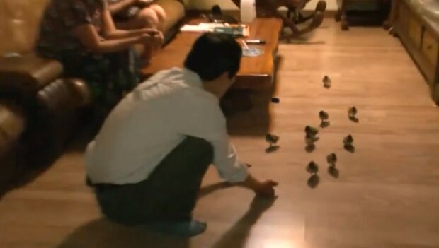 Ein Mann hat 21 Entenküken aufgezogen, und nun folgen sie ihm überall hin