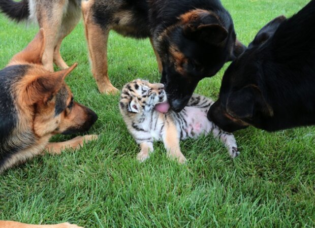 Der Tiger, den seine Mutter aufgegeben hat, wird von Hunden aufgezogen