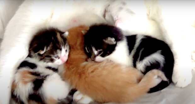 Die Kätzchen. Quelle: Screenshot YouTube