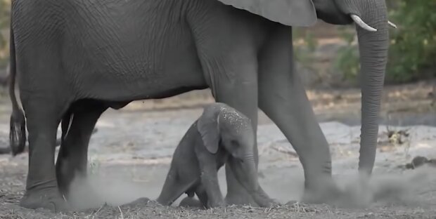 Die Elefanten. Quelle: Screenshot YouTube