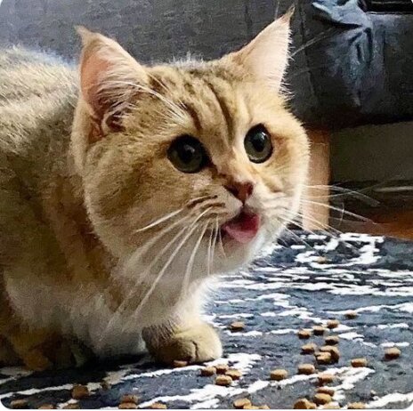 Die Besitzerin streut  Essen auf den Boden: Die Katze ist tief durchgeschüttelt