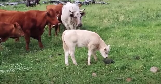 Mit einer Kuh sprechen: Wie Tiere auf britischen Bauernhöfen helfen, Stress abzubauen
