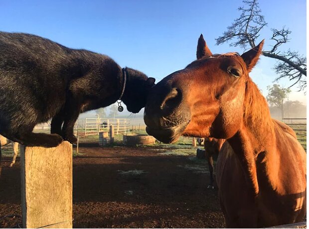 Unzertrennlich: Pferd und Katze wurden gegen die Naturgesetze gute Freunde