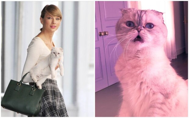 Taylor Swift und ihre Katze Olivia Benson. Quelle: Screenshot Youtube