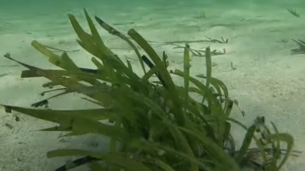 Posidonia australis Algen. Quelle: Screenshot YouTube