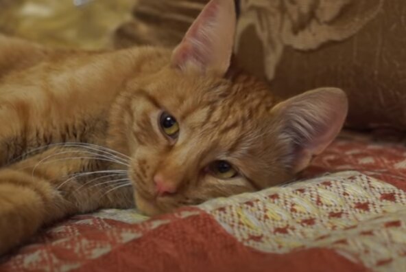 Olivers Geschichte: die Katze, die alles im Griff hat