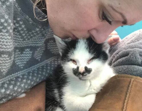 Im Tierheim hörte eine Frau ein schwaches Kätzchen weinen und nahm es mit zu sich