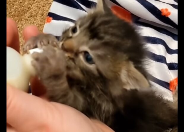 Winziges Kätzchen. Quelle: Screenshot Youtube