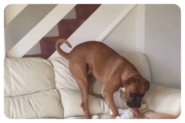 Hund. Foto: Youtube Screenshot
