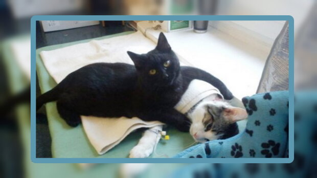 Fürsorge und Unterstützung: wie ein Kater, der zum Krankenpfleger wurde, sich um Katzen und Hunde kümmert