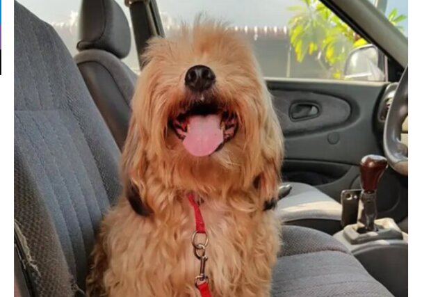 "Bitte, lieb mich": wie ein süßer Hund, der auf der Straße gelassen wurde ein neues Zuhause gefunden hat
